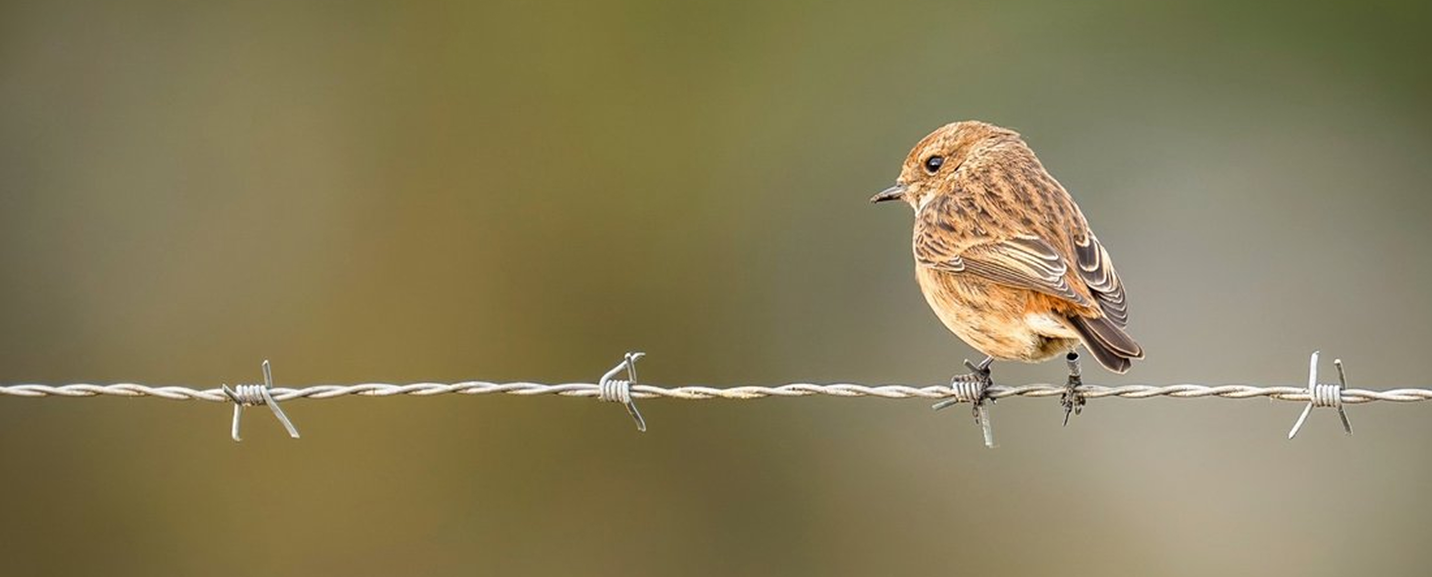 Professional photo of a bird on a wire