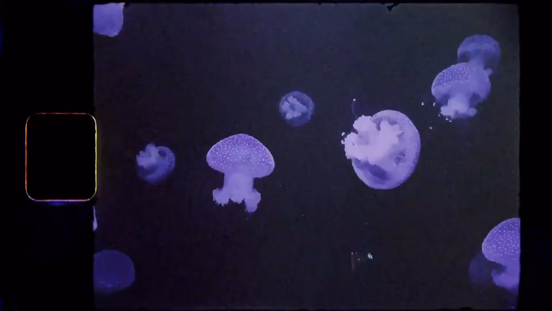 8mm film frame overlay on video of several glowing purple jellyfish floating against a dark background.