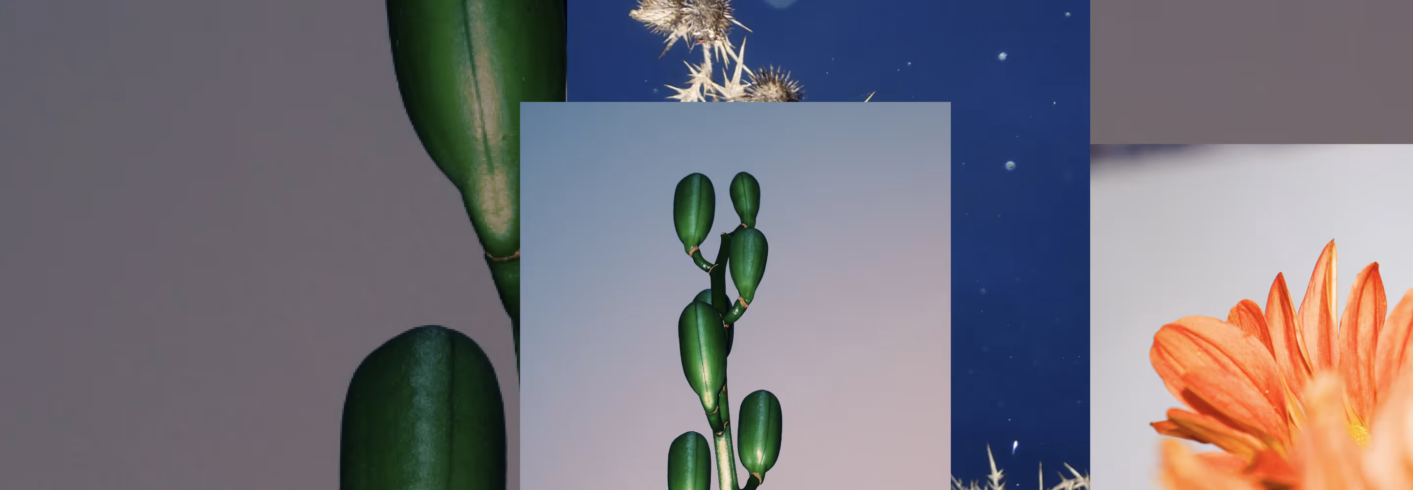 Collage of images shared to VSCO Spaces featuring a green cactus stem on a soft gradient background, with partial views of other plants and flowers.
