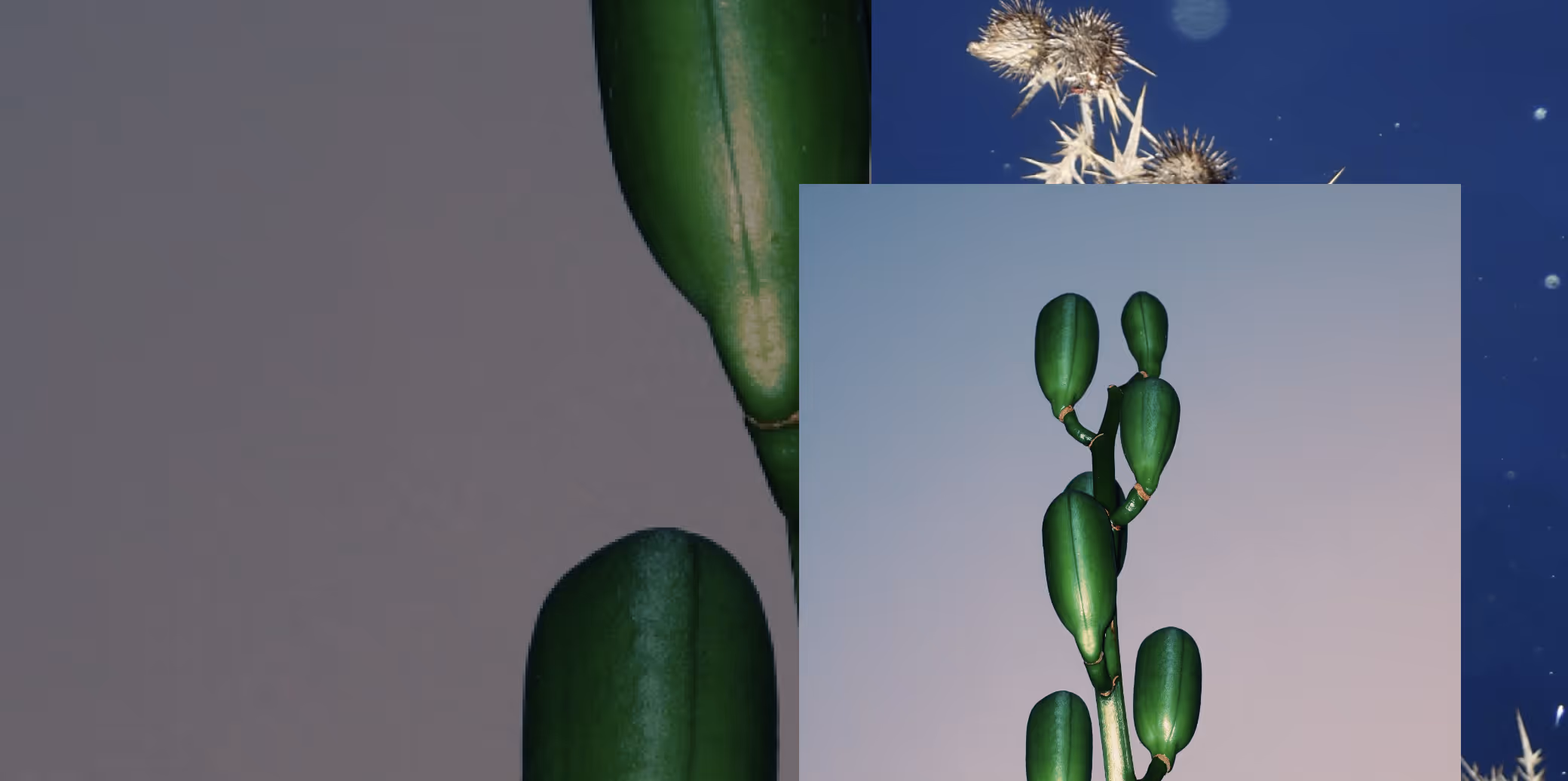 Collage of images shared to VSCO Spaces featuring a green cactus stem on a soft gradient background, with partial views of other plants and flowers.