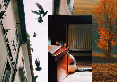 VSCO Spaces called Daily Envisage