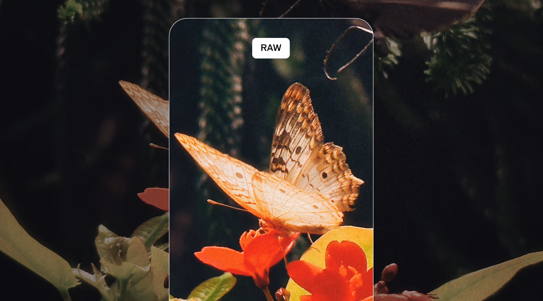 Close-up of a butterfly with patterned wings on a red flower in the frame of an iphone camera app capturing in RAW format