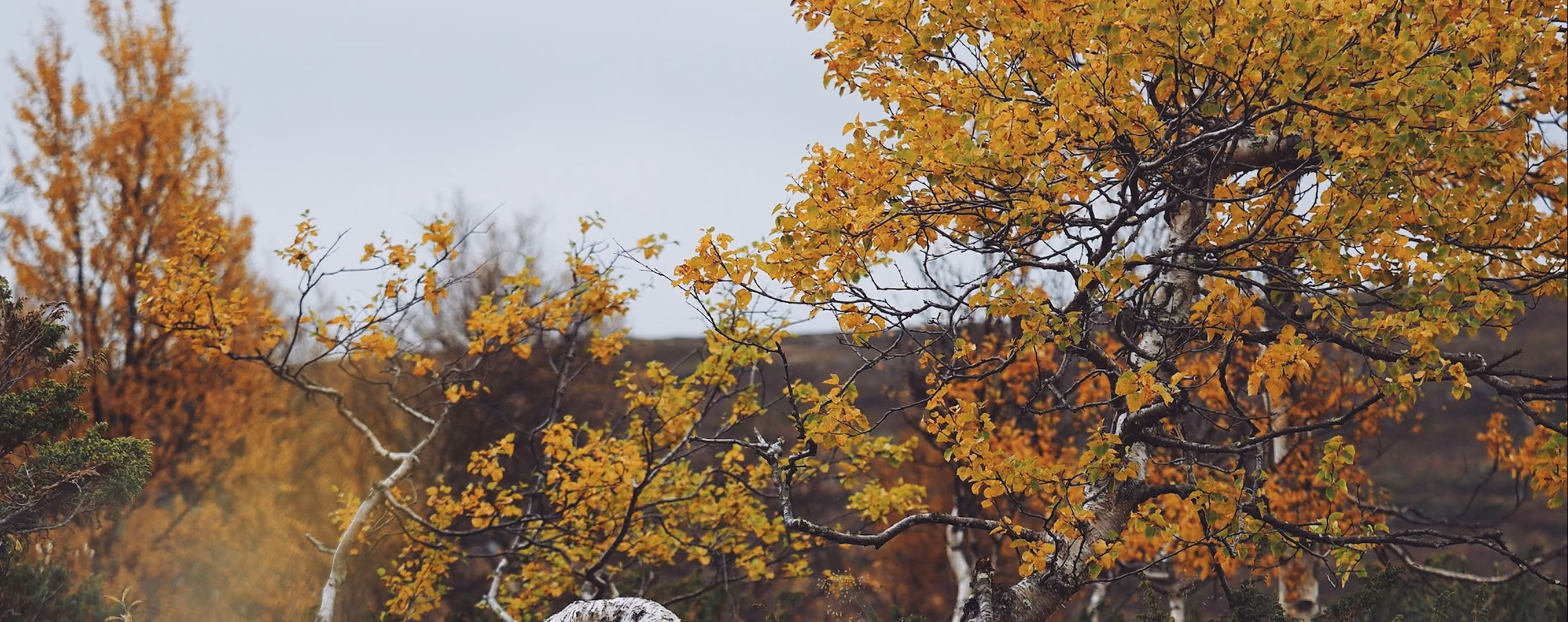 Yellow leaf tree, no preset applied