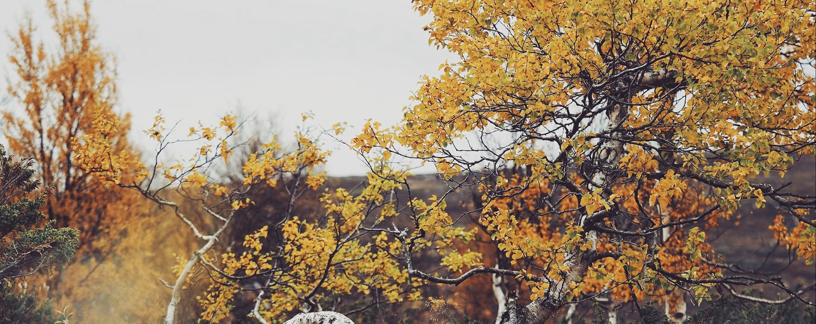 Yellow leaf tree with the Fuji Superia 1600 preset (FS16) applied