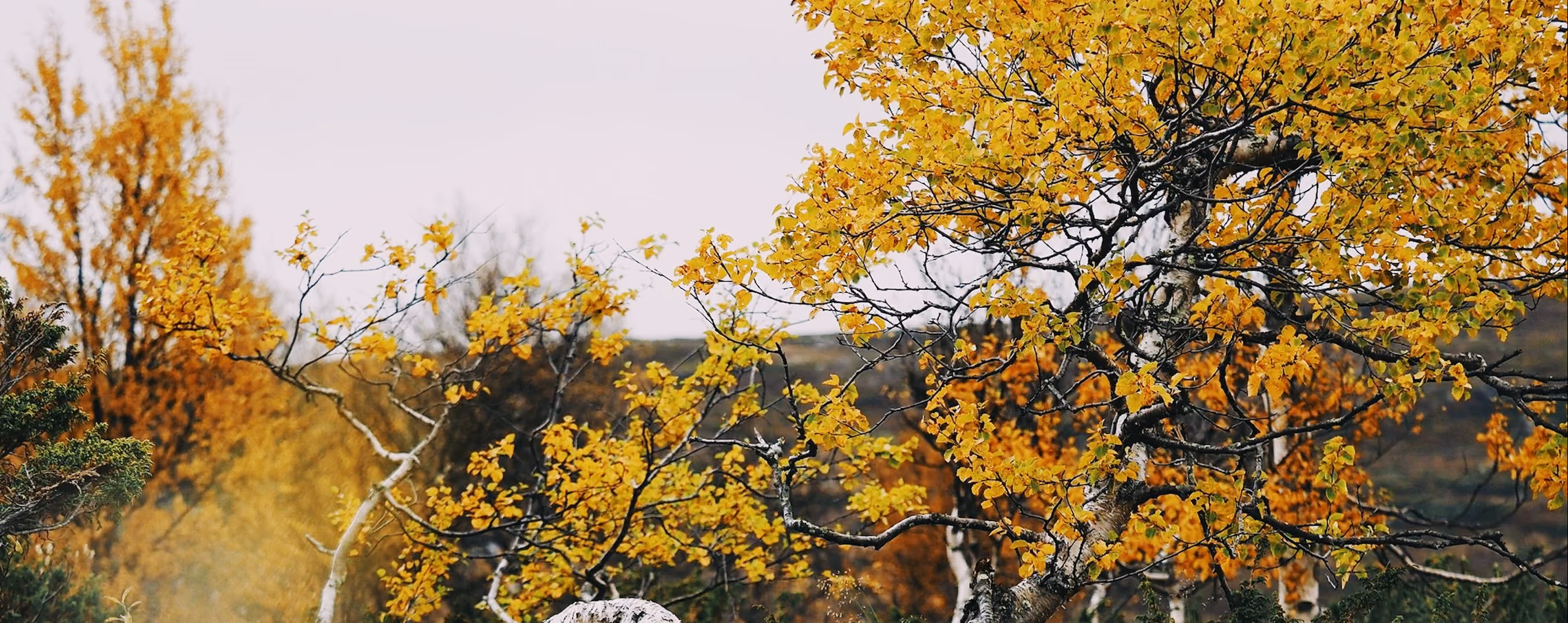 Yellow leaf tree with the Fuji Superia 400 preset (FS4) applied