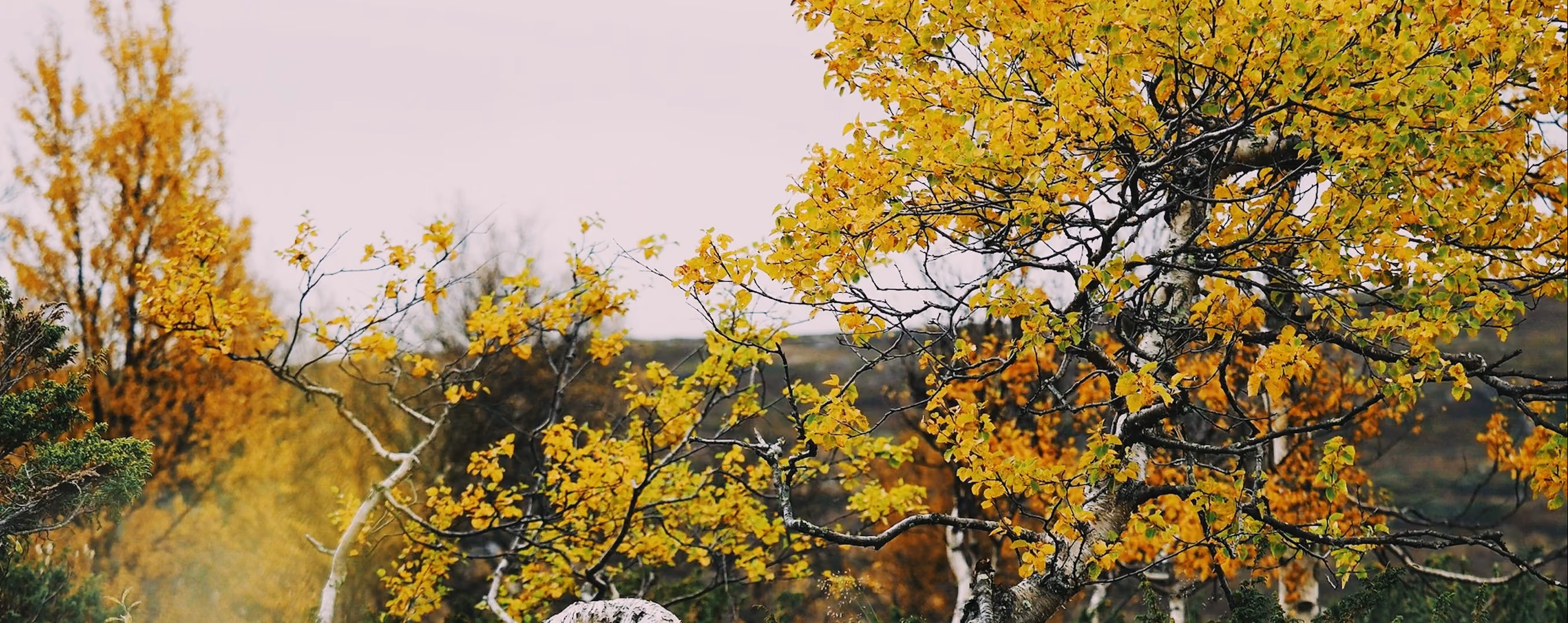 Yellow leaf tree with the Fuji Superia 100 preset (FS1) applied