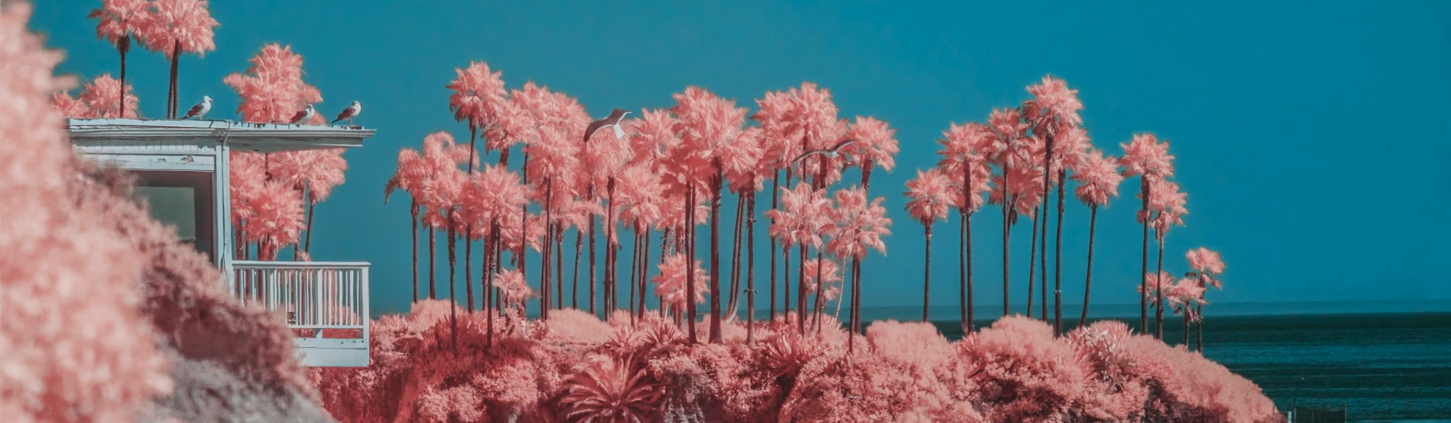 Infrared-style photo of pink palm trees by the ocean, edited with VSCO Pro