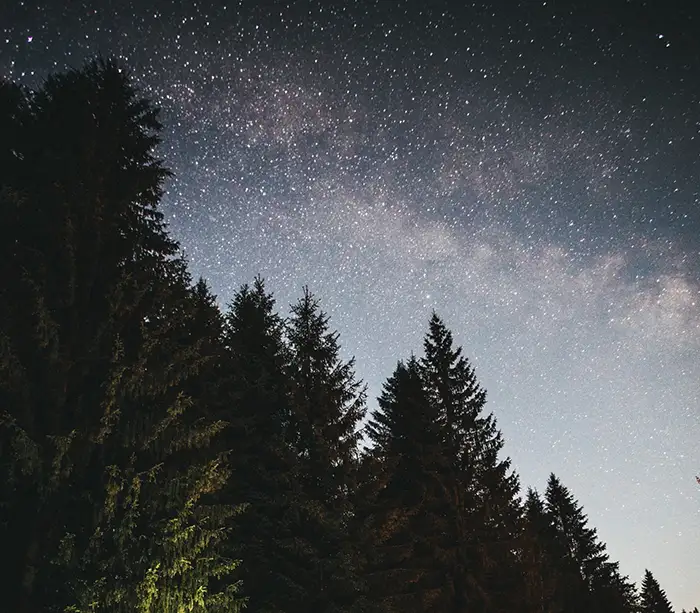 Night sky and bright stars above evergreen forest trees taken by an astrophotographer