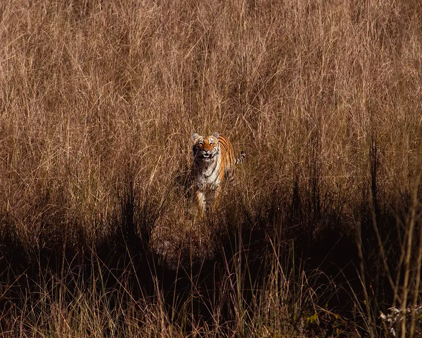 Wild tiger in grass with shadow in foreground taken by a wildlife photographer