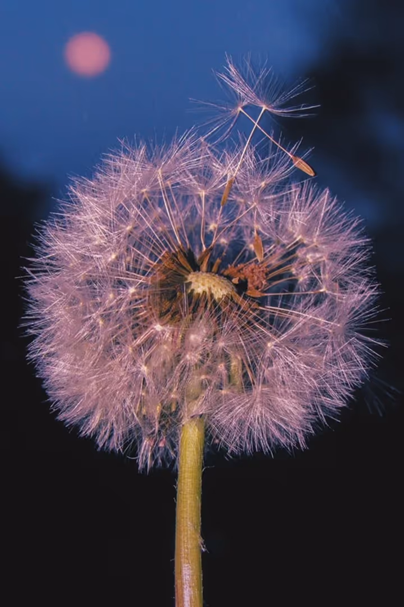Dandelion in pink lighting taken by photographer Tess Burris