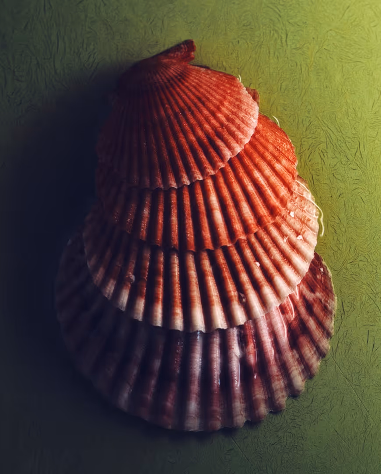 Stacked red seashells on a green surface by Cody Guilfoyle