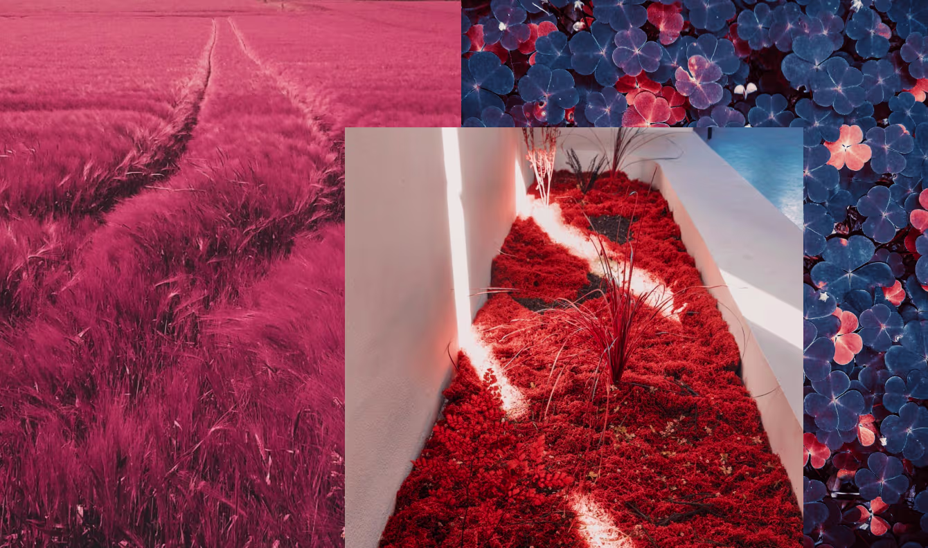 Photos uploaded by photographers to infra-red community space