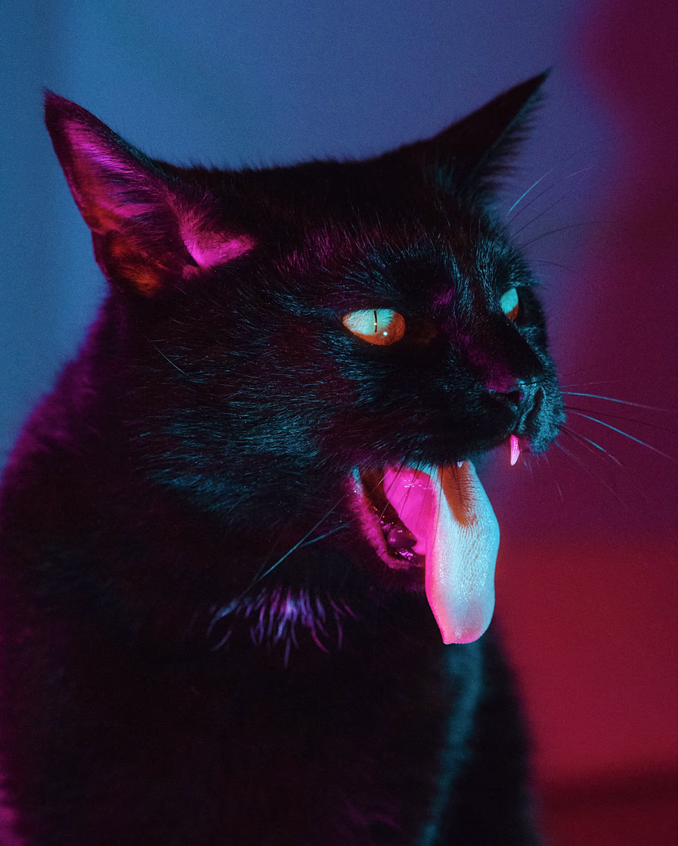 Photo by Chrystal Longe