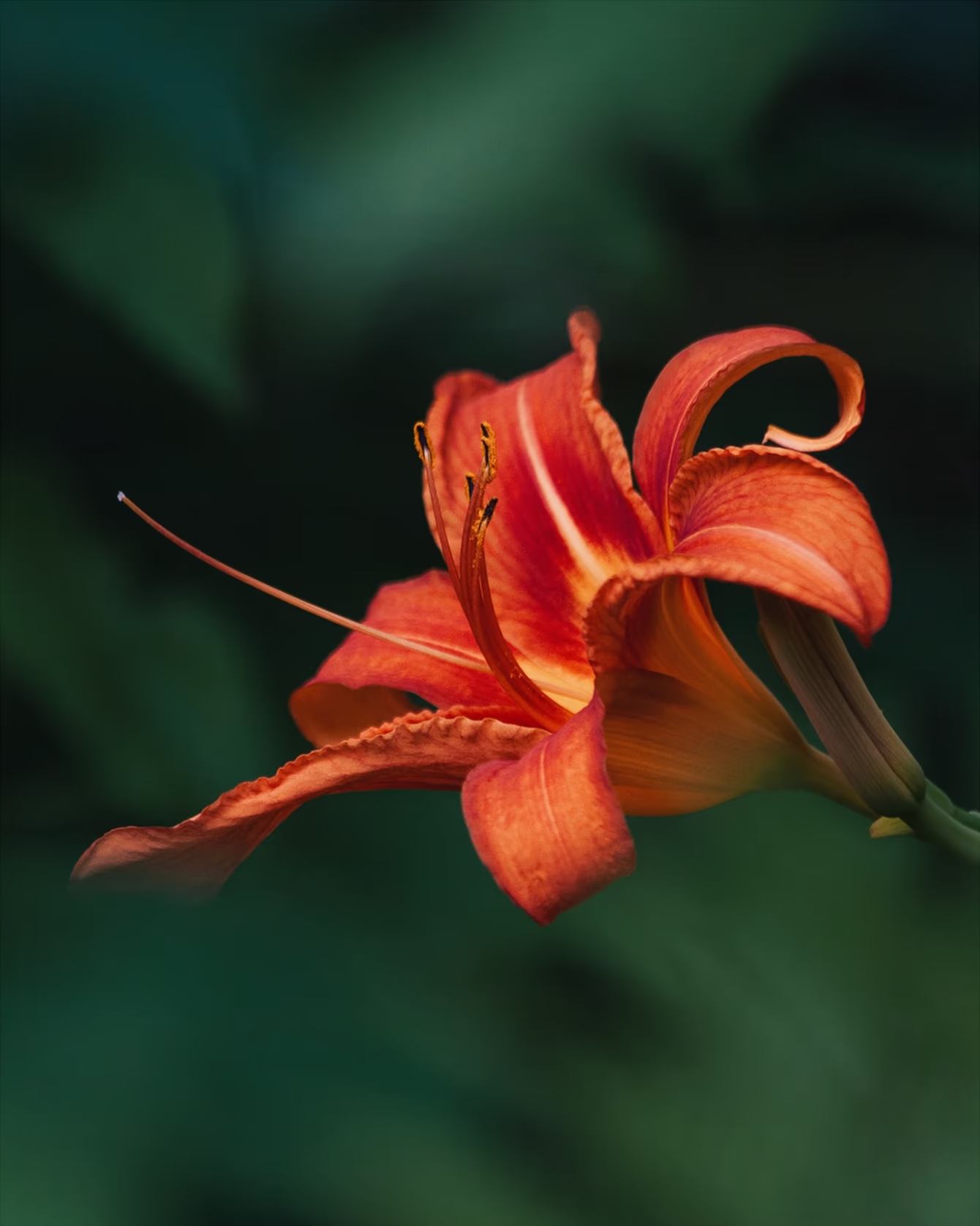 Flower image by photographer Chrystal Longe