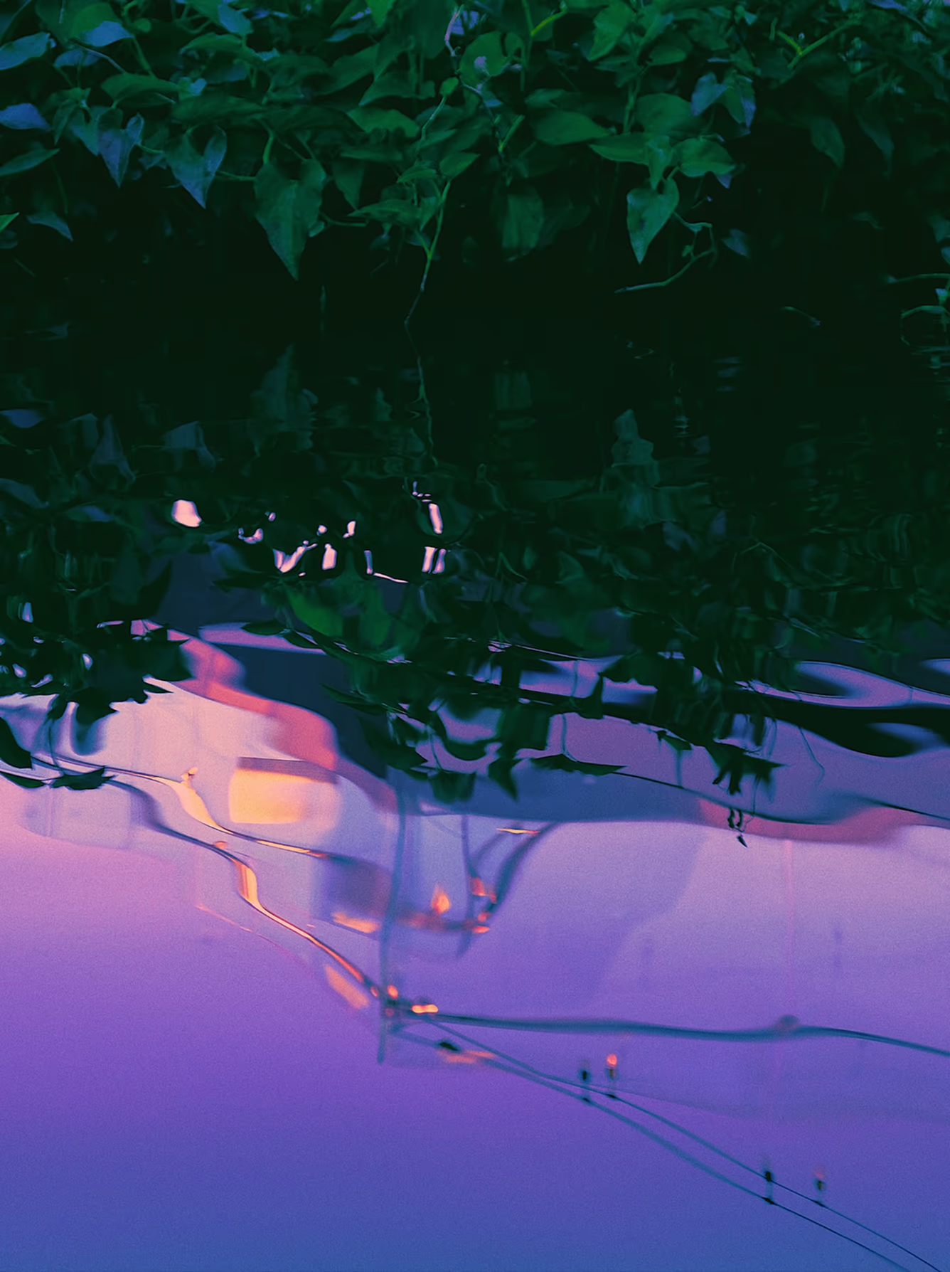 Purple pink reflection on water with green vines, edited with recipe by Tess Burris