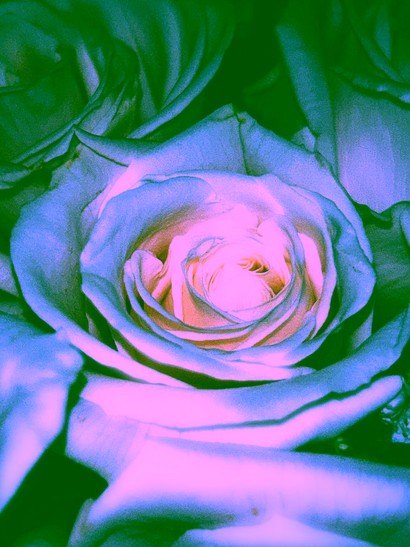 Close up moody shot of a rose