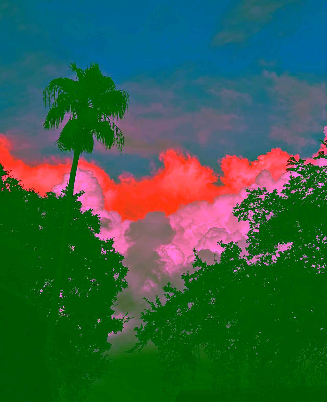 Palm tree with bright orange-pink cloud