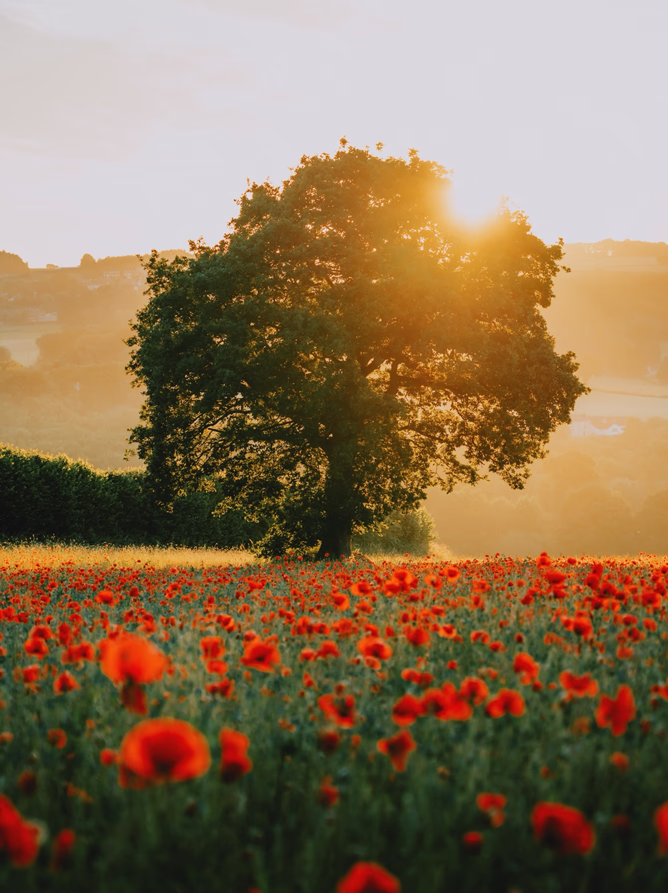 Professional photo of a tree in a field of red flowers at golden hour