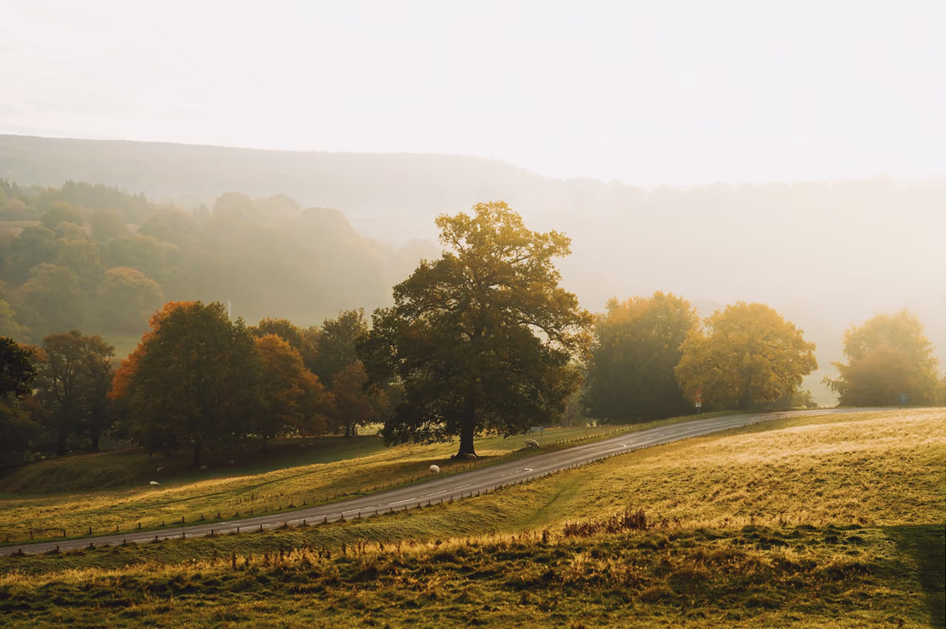 Foggy sunrise landscape photo of trees and a green field with sheep