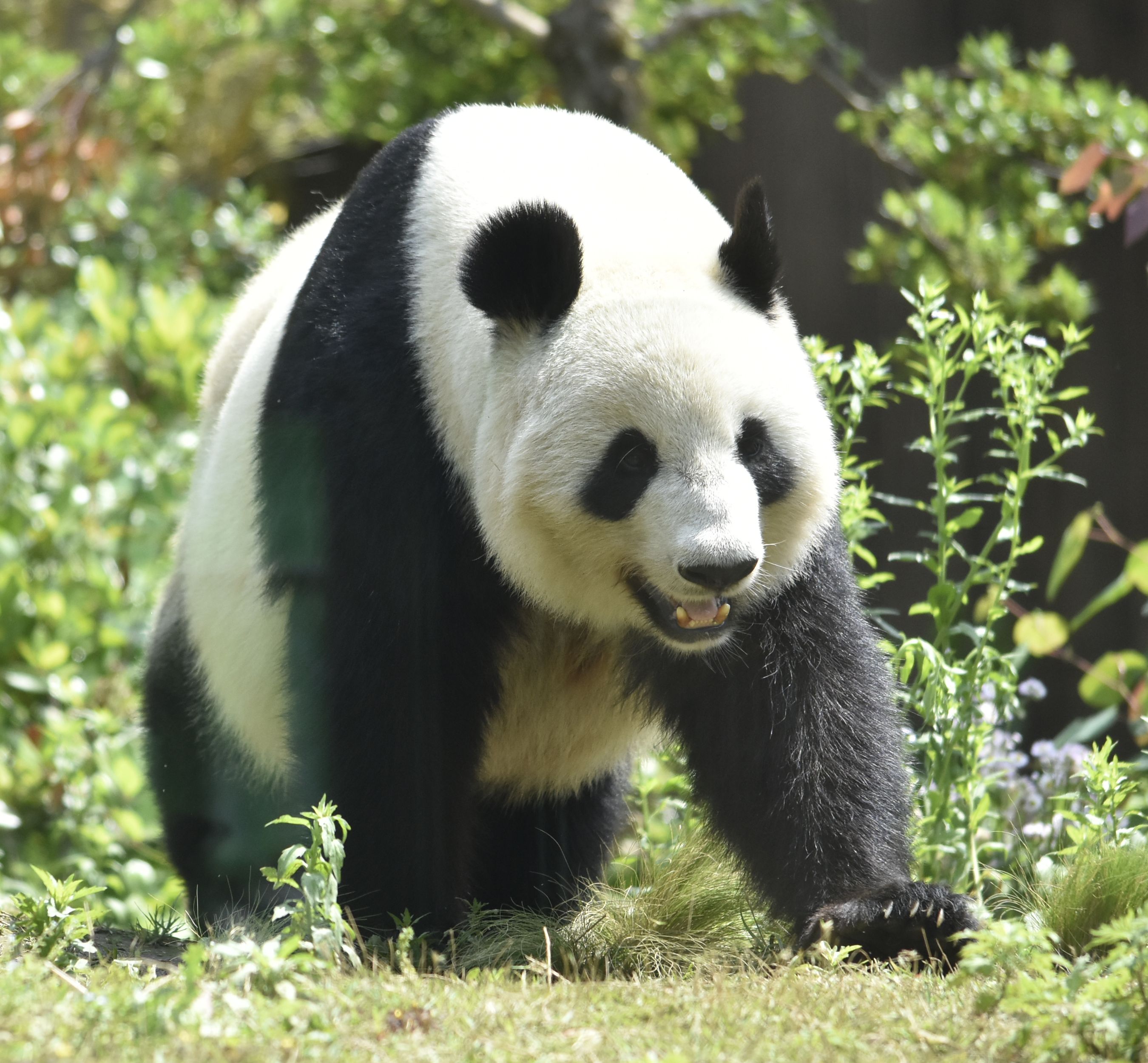 Školní zájezd do Vídně - Vídeňská ZOO Schonbrunn, Autor: 江戸村のとくぞう – Vlastní dílo, CC BY-SA 4.0, https://commons.wikimedia.org/w/index.php?curid=118167082