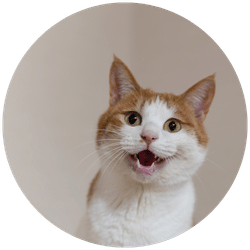 Dr. Kathryn Ross MRCVS