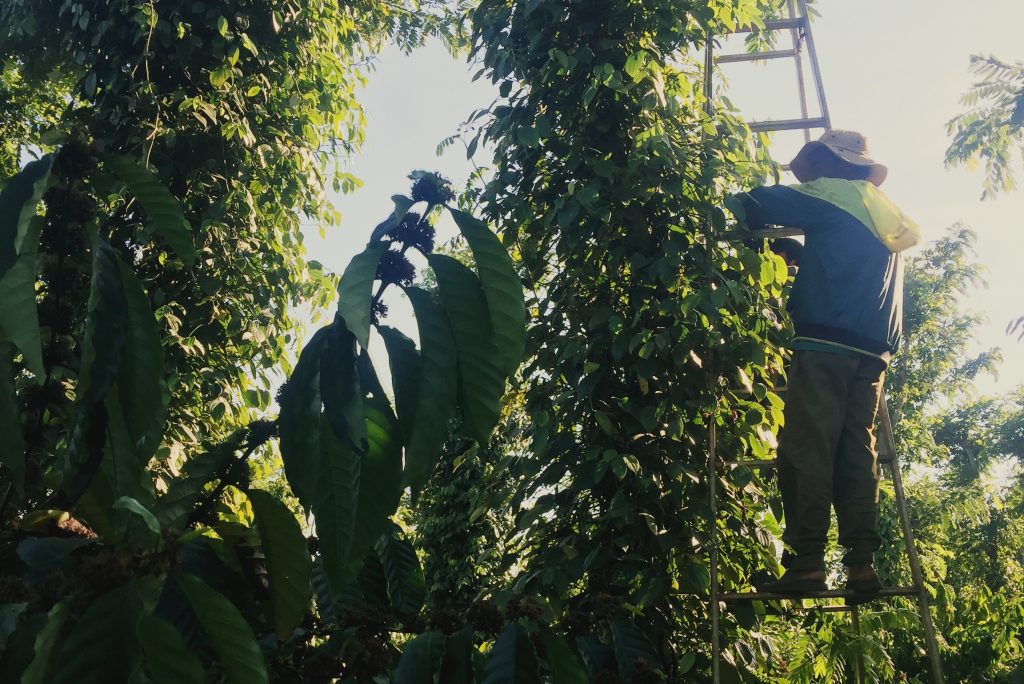 Farmer harvesting pepper in Vietnam