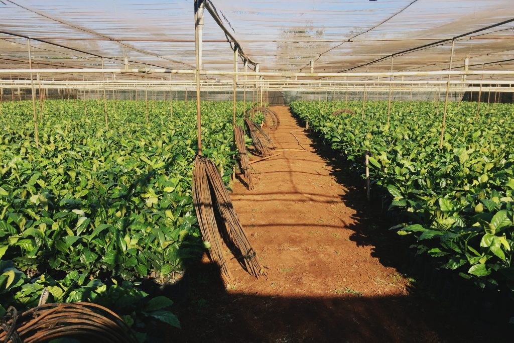 Young coffee plants grow in rows