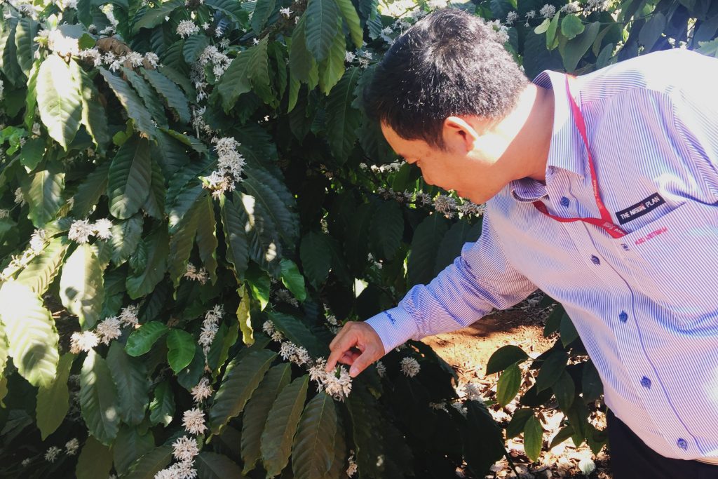 Man shows white flower on coffee plant