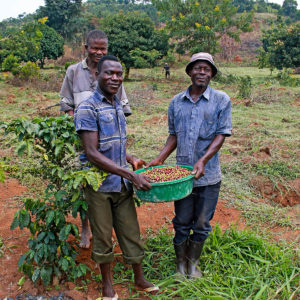 Carico coffee in Uganda