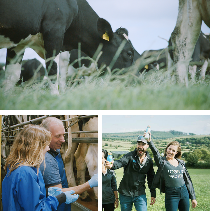 ICONIC protein grass fed cows