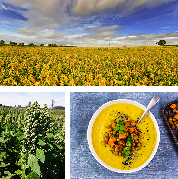 Tideford Organics british quinoa soup