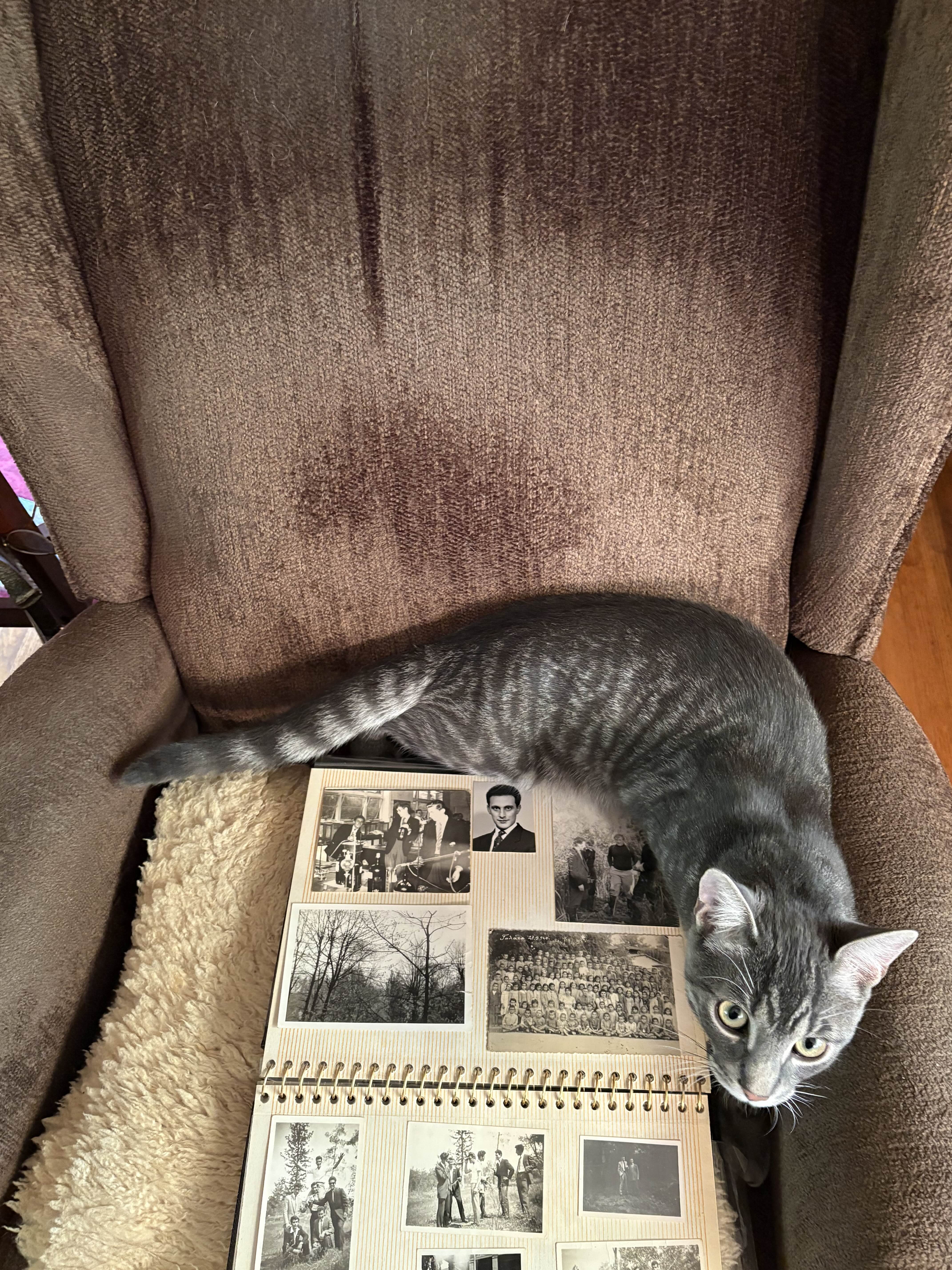 One of Theodoros' cats aiding the interviewer as he goes through photo albums