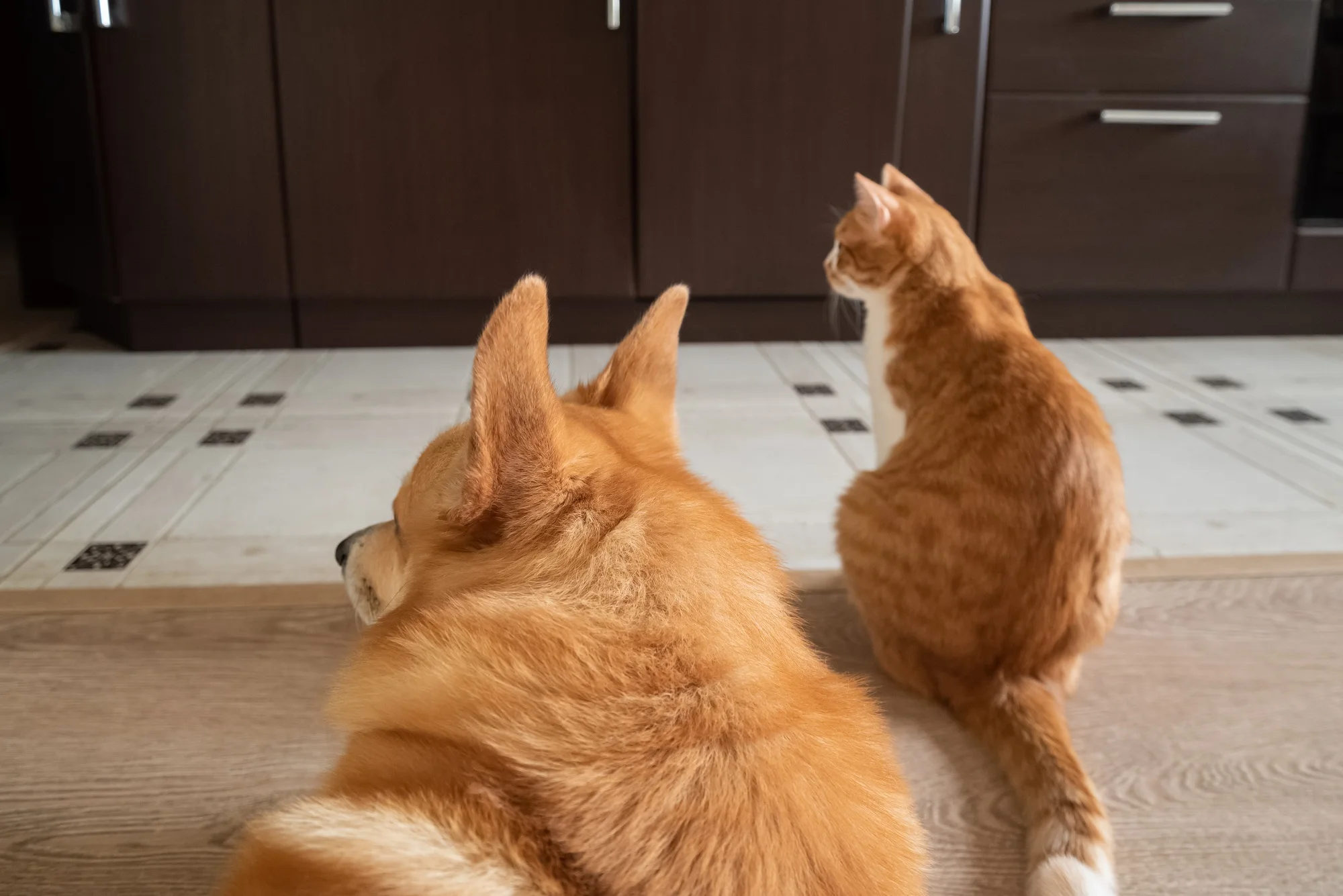 Protecting Your Cabinets from Pet Damage: Material Solutions That Last