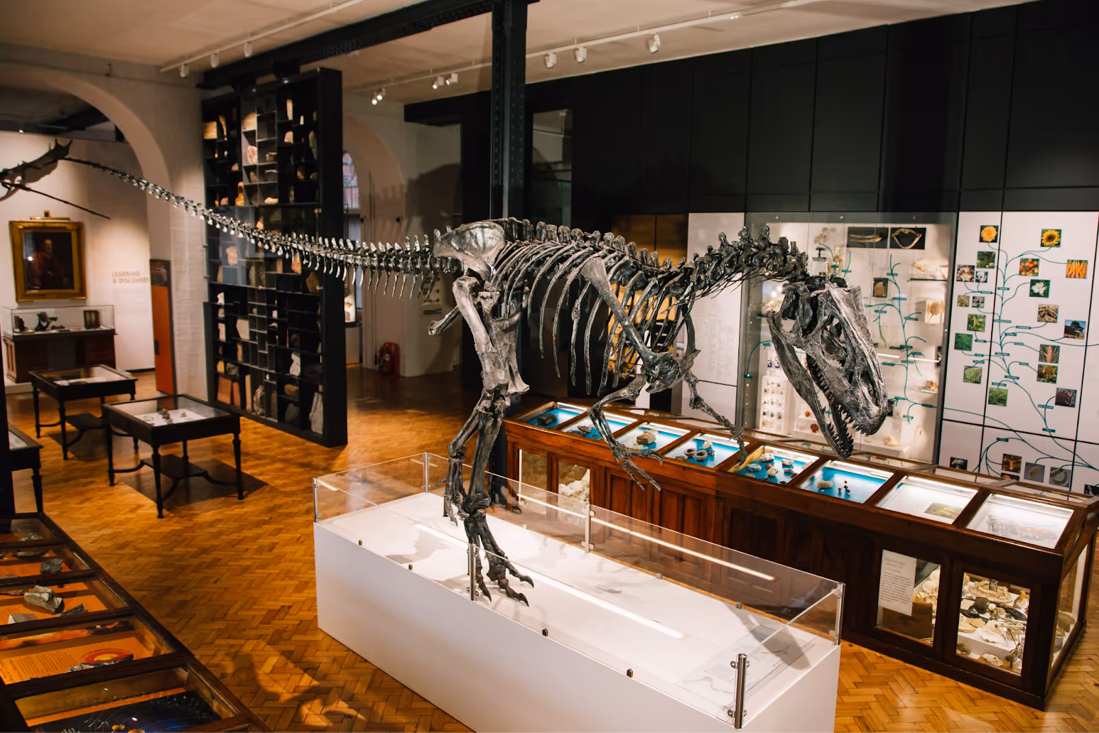 Exhibition if Lapworth Museum of Geology.