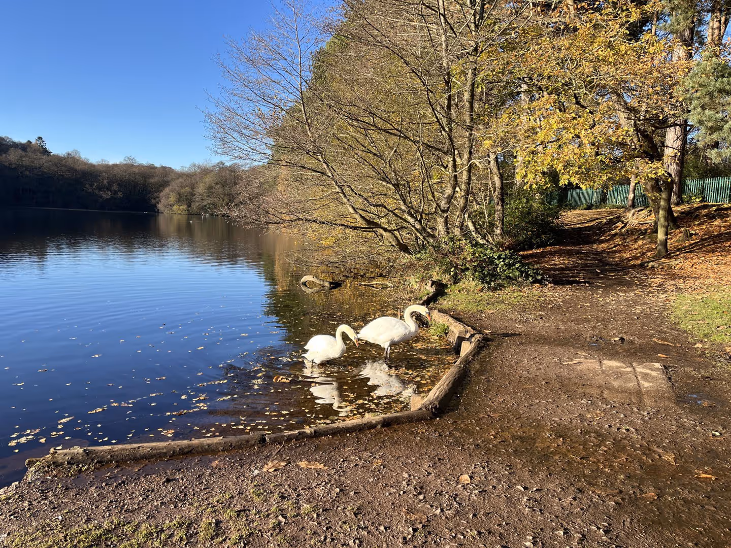 Two swans at Sutton park.