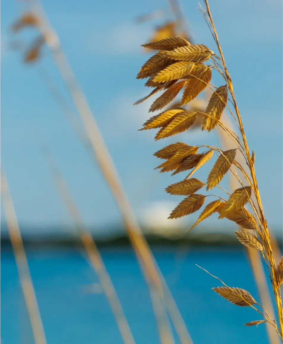 Close-up of golden dried grass seeds against a blue sky and blurred water background.
