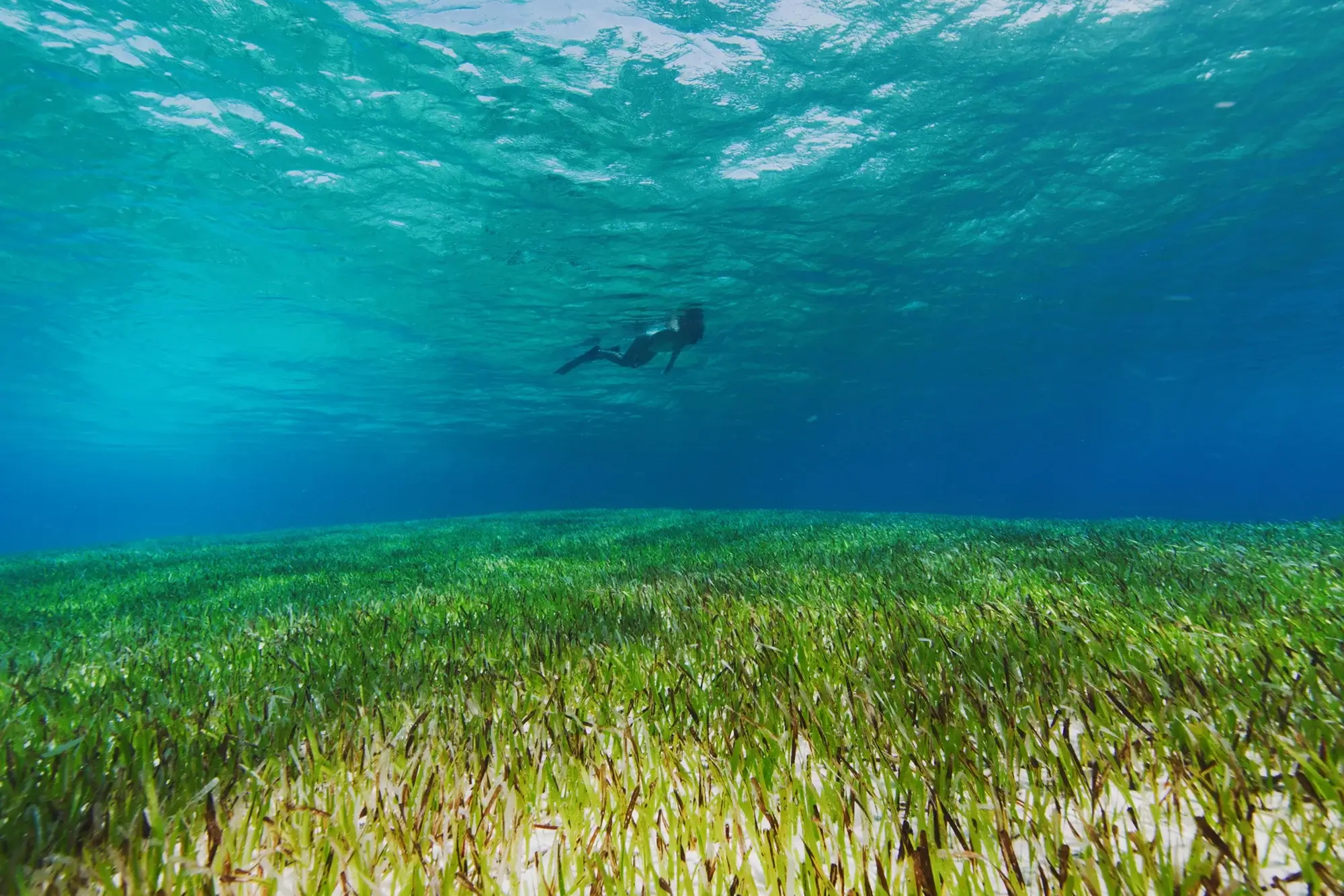 Underwater view of a person snorkeling above a vibrant green sea grass bed with sunlight filtering through clear blue water.