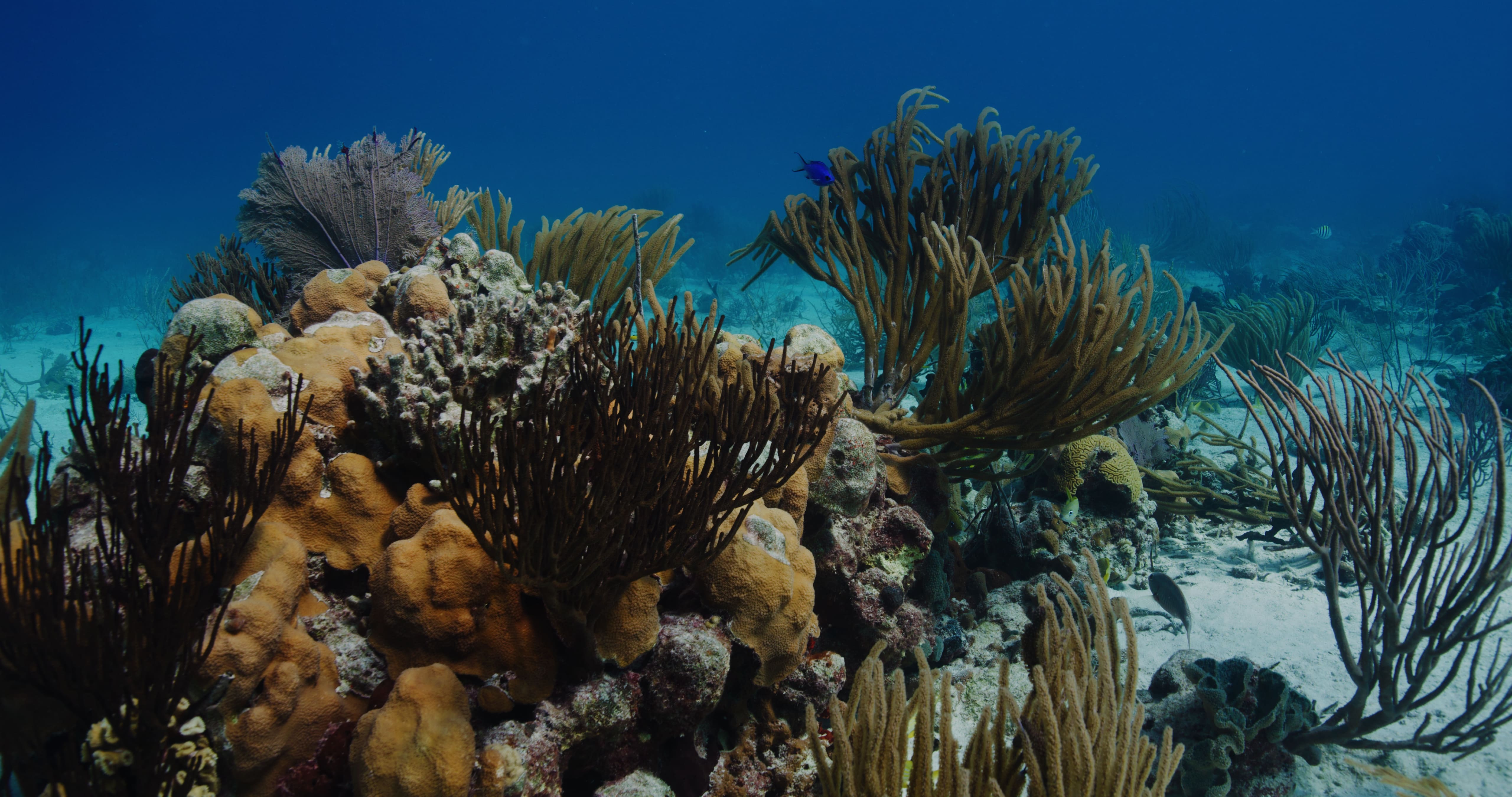 Underwater view of a colorful coral reef with various corals and several small fish swimming around in clear blue ocean water.