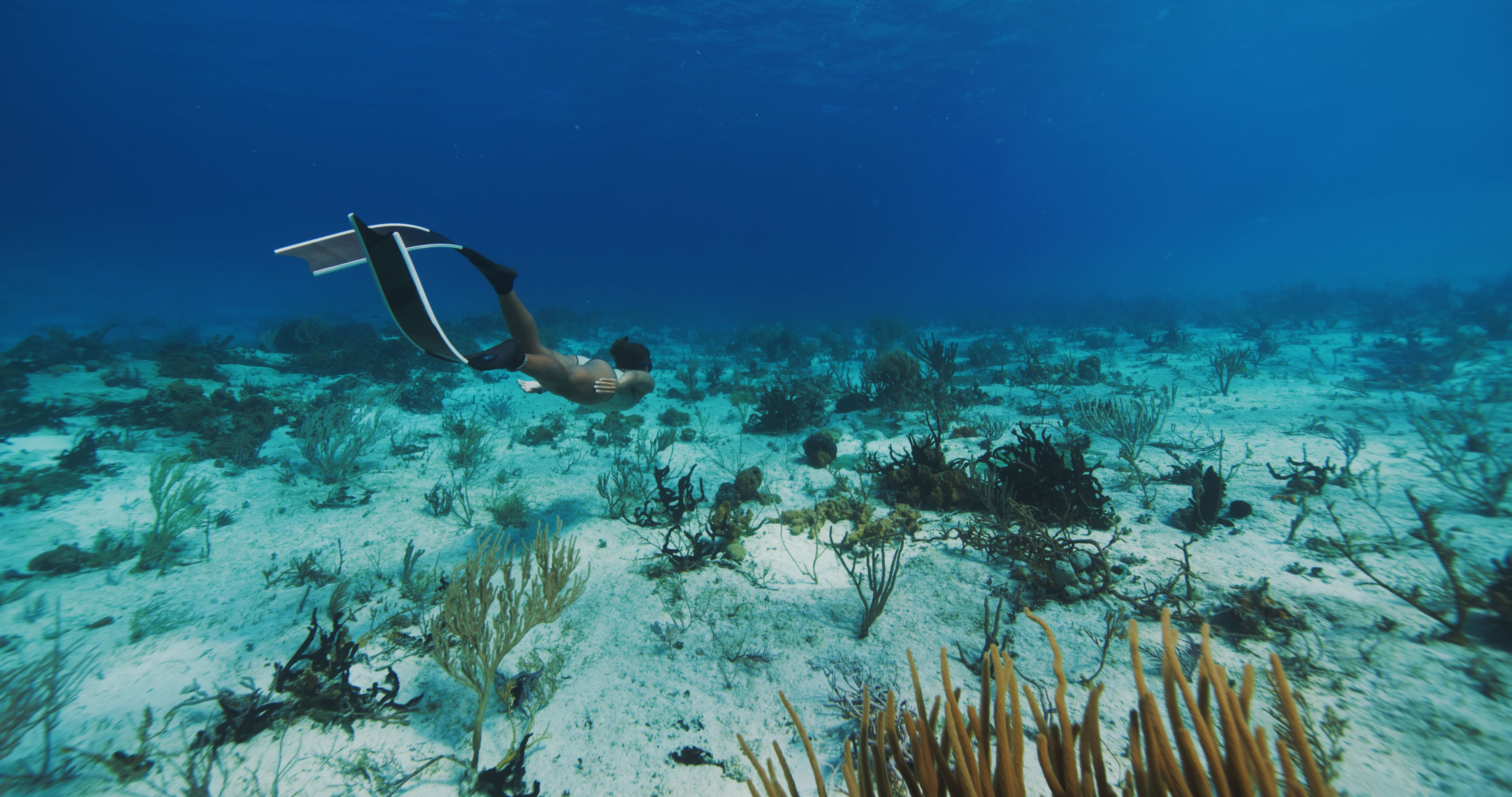 Person swimming underwater with long fins across a sandy seabed scattered with various corals and aquatic plants.