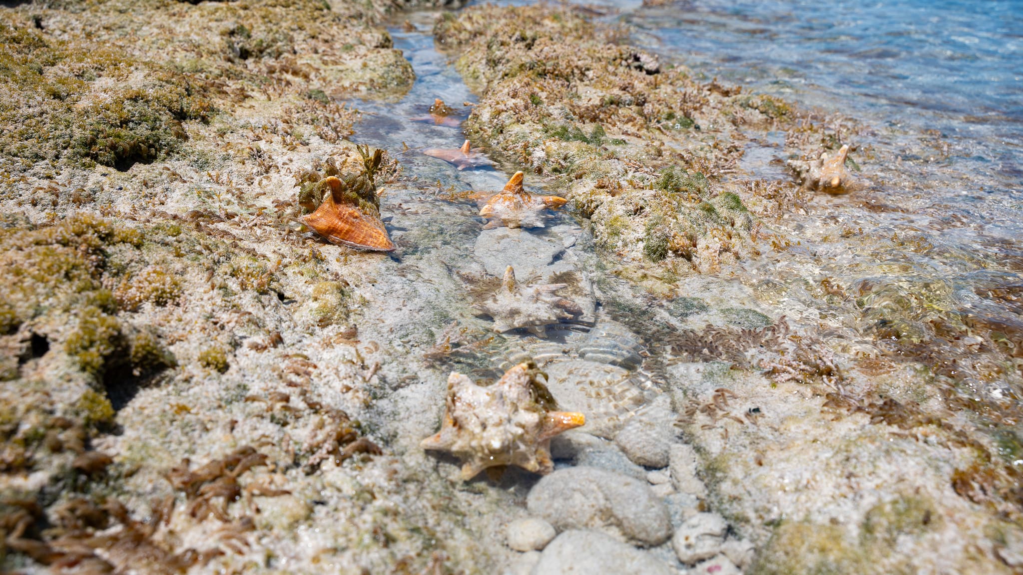 Shallow tidal pool with several large, spiky seashells and some seaweed among rocks and clear water.