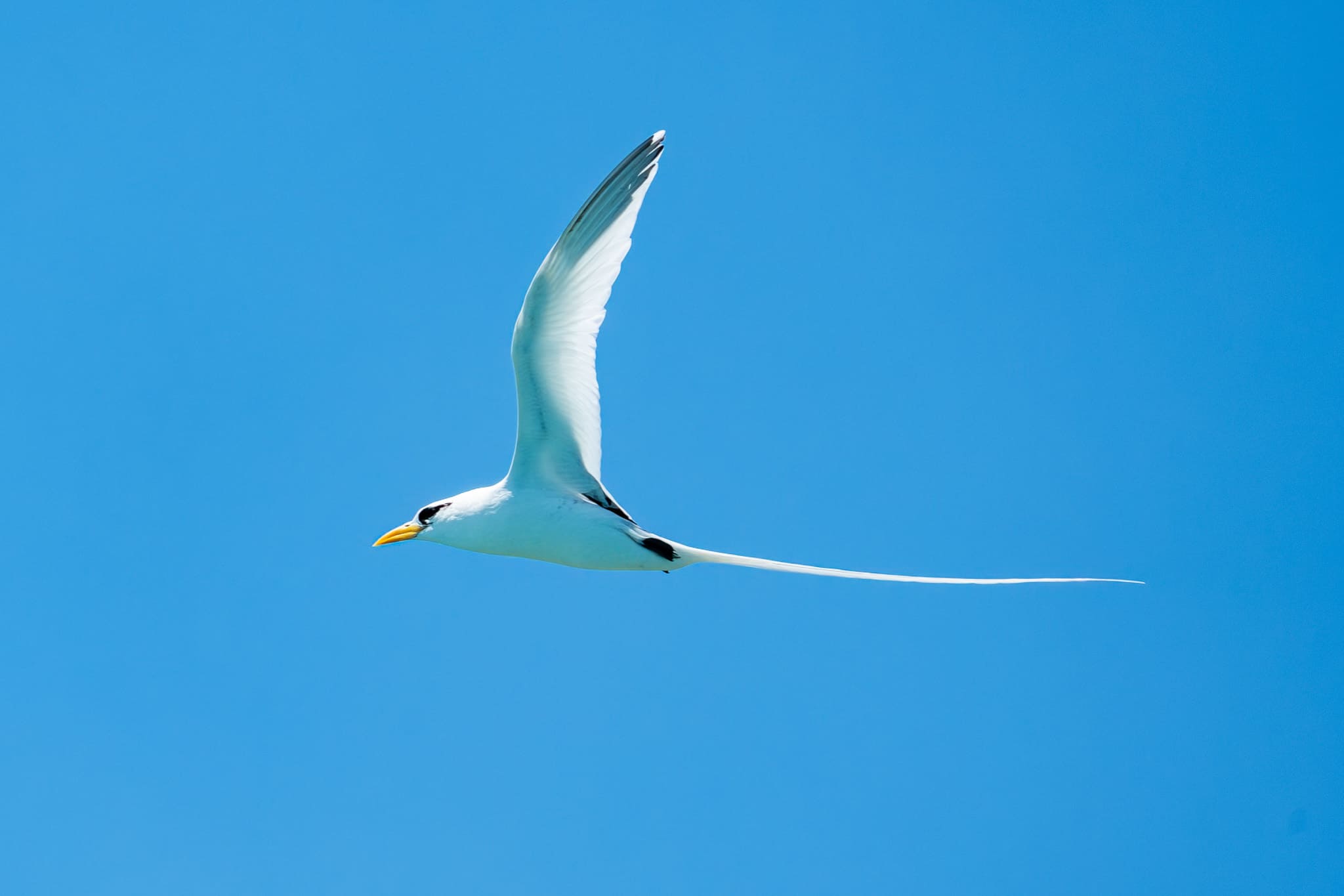 White bird with a long tail and black markings around its eyes and wing tips, flying against a clear blue sky.