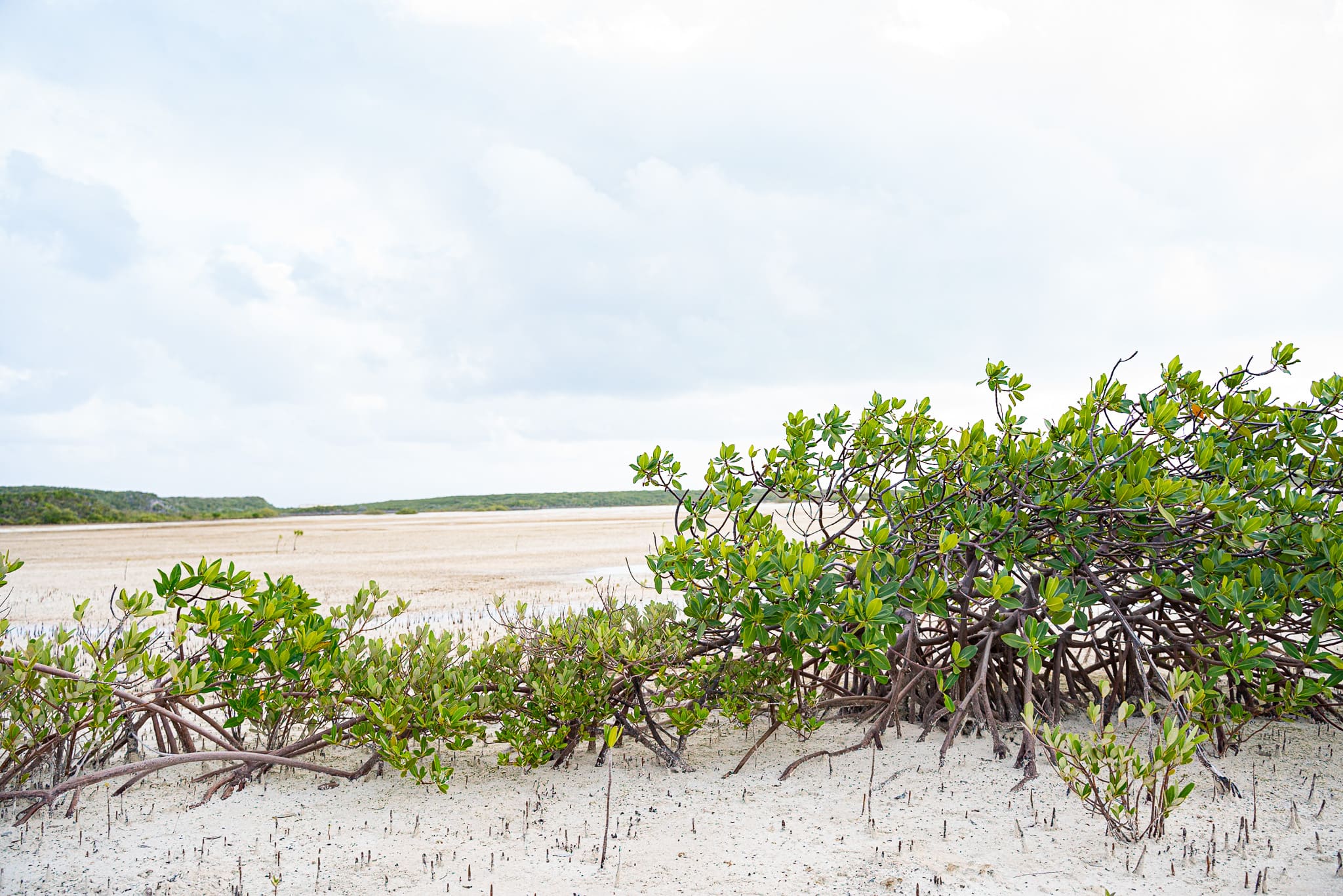 Green mangrove trees with exposed roots growing on sandy ground near a coastal wetland under a cloudy sky.