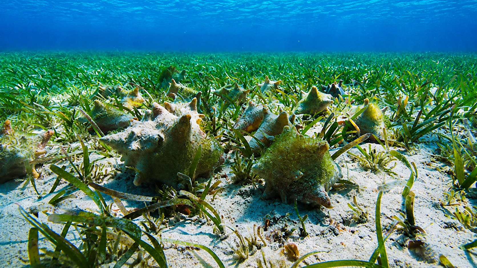 Underwater view of seaweed and large sea snail shells scattered on sandy ocean floor with clear blue water above.