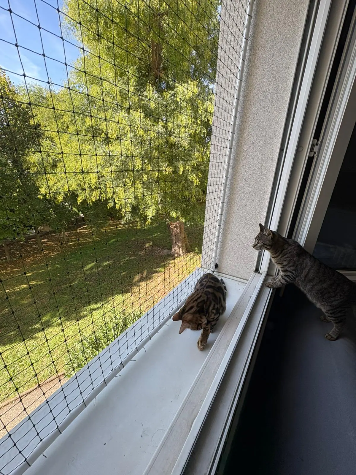 Fenêtre équipée d’un cadre en aluminium avec filet de sécurité