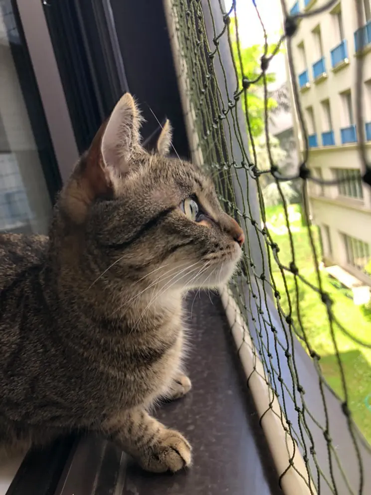 Fenêtre sécurisée contre les chutes avec cadre et filet pour chat