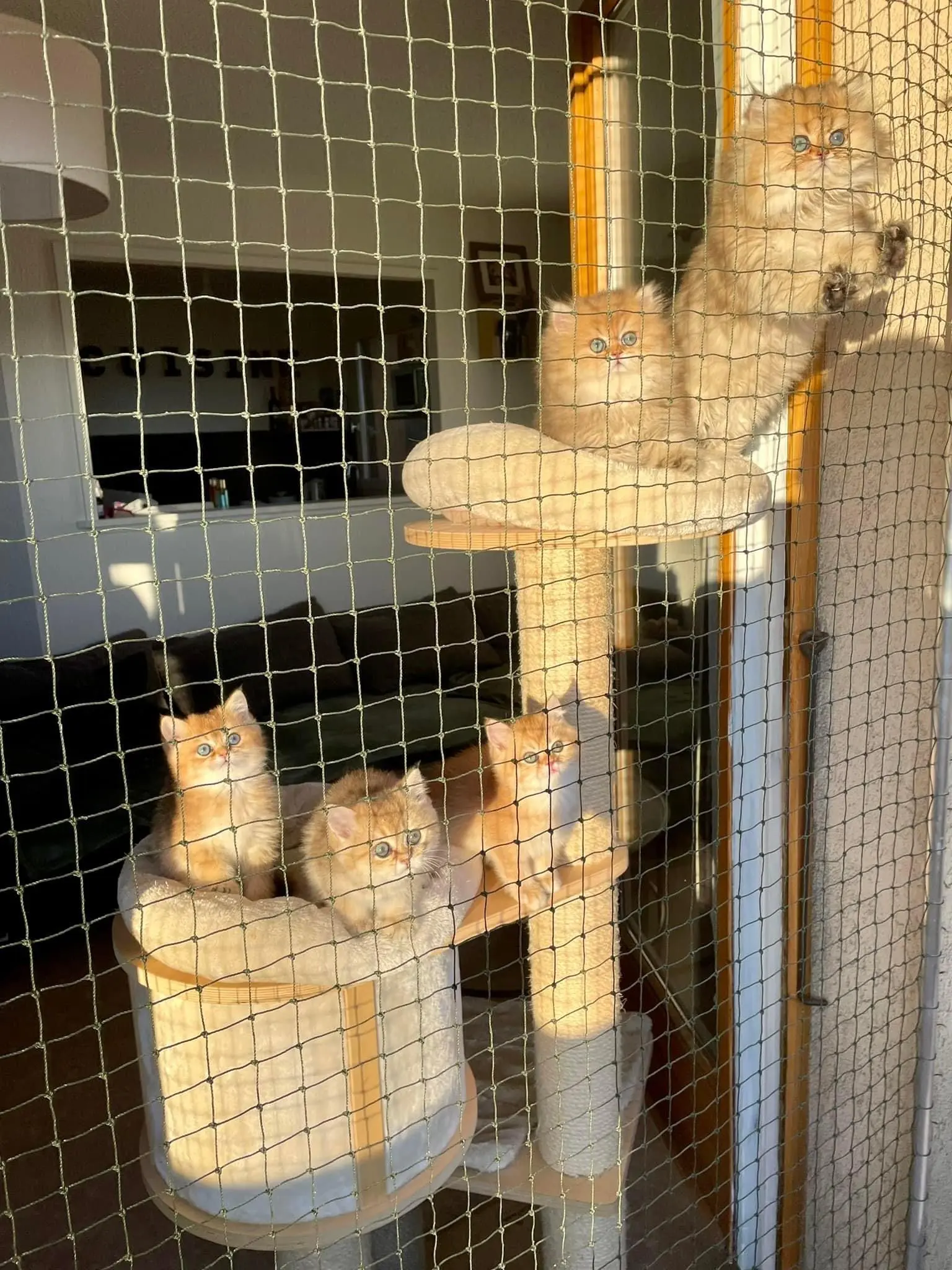 Protection pour chat sur mesure avec cadre pour baie vitrée