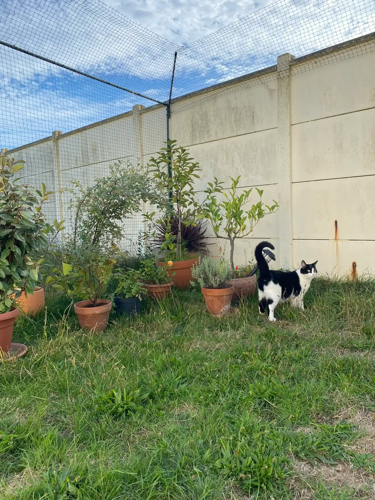 Jardin sécurisé pour chat avec cadre aluminium et bavolet