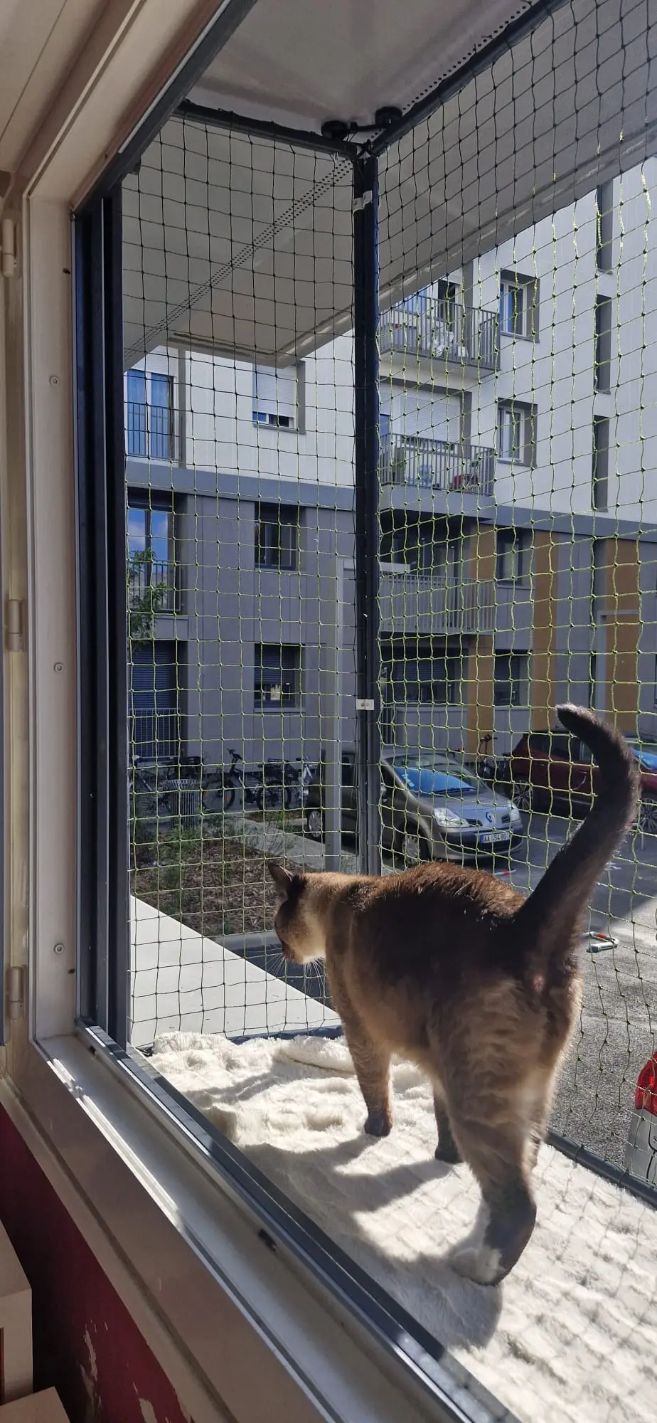 Chatterie de fenêtre permettant à un chat de profiter de l’extérieur en sécurité