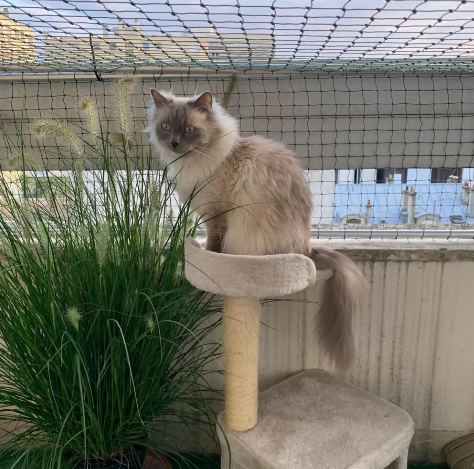 Chatterie de balcon sur mesure fixée à la rambarde