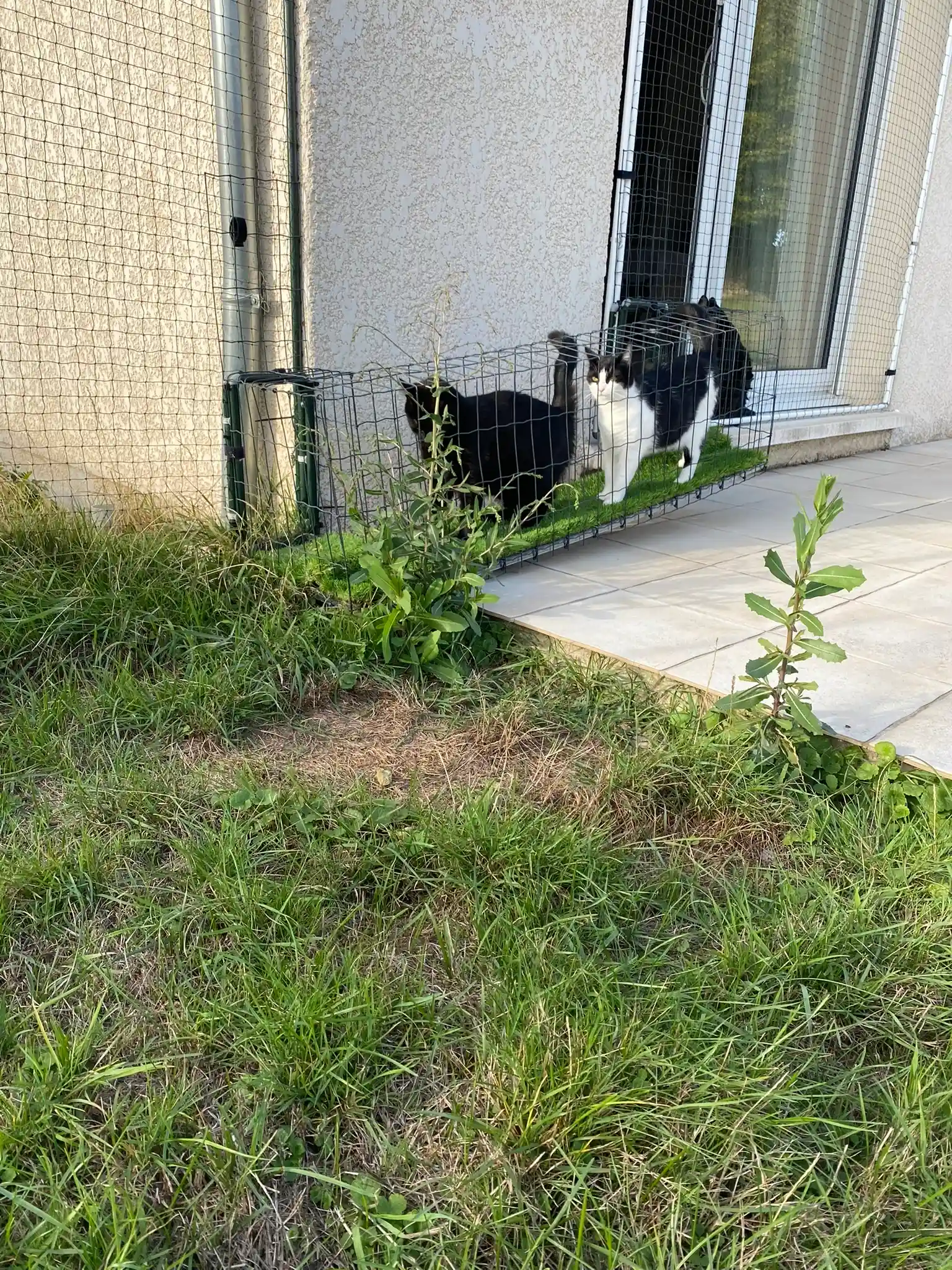 Tunnel sécurisé pour chat dans un jardin avec filet de protection